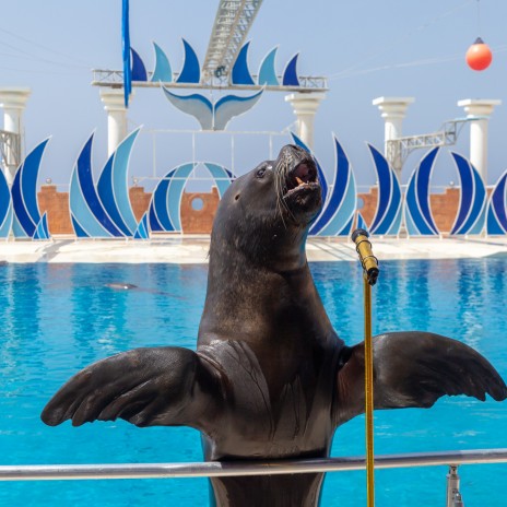 Sealanya Dolphinpark: Yunuslar ve Foklarla Dans galeri