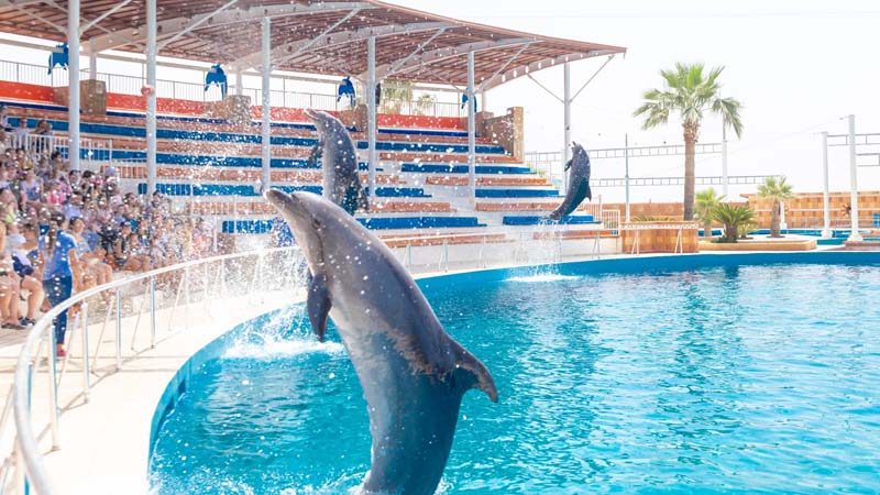 Sealanya Dolphinpark: Yunuslar ve Foklarla Dans galeri
